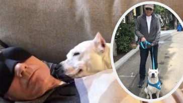 patrick stewart foster dog