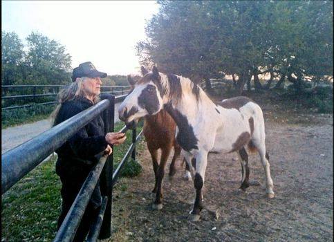 willie nelson horses 