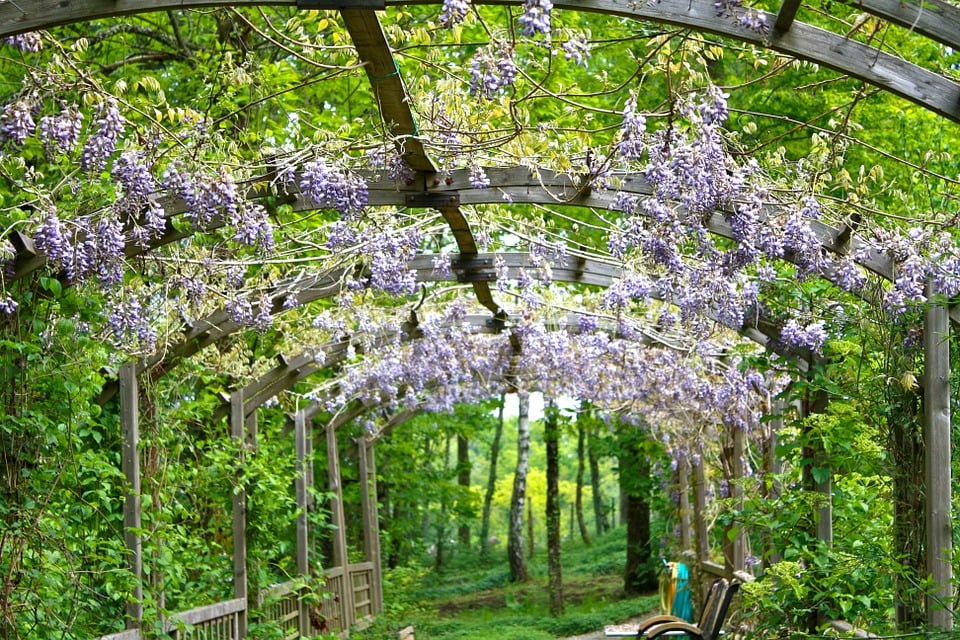 wisteria flowers 