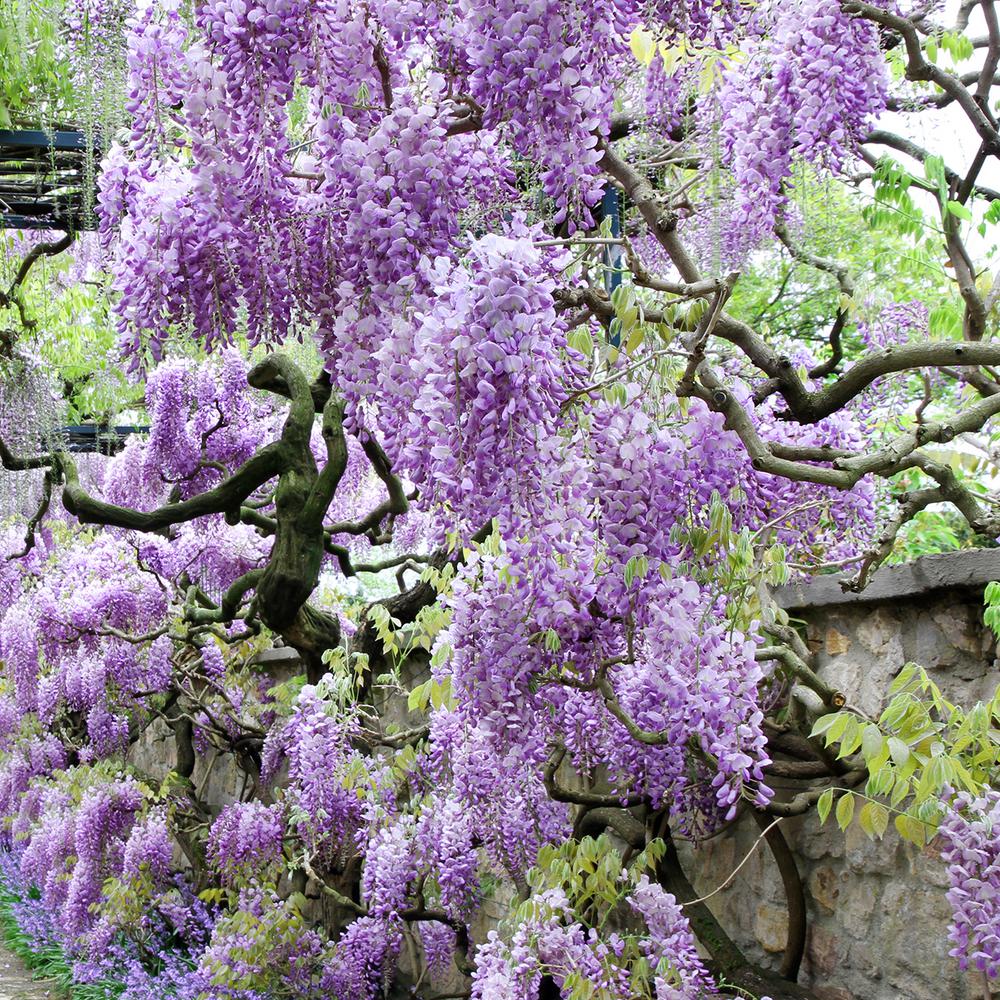 wisteria 