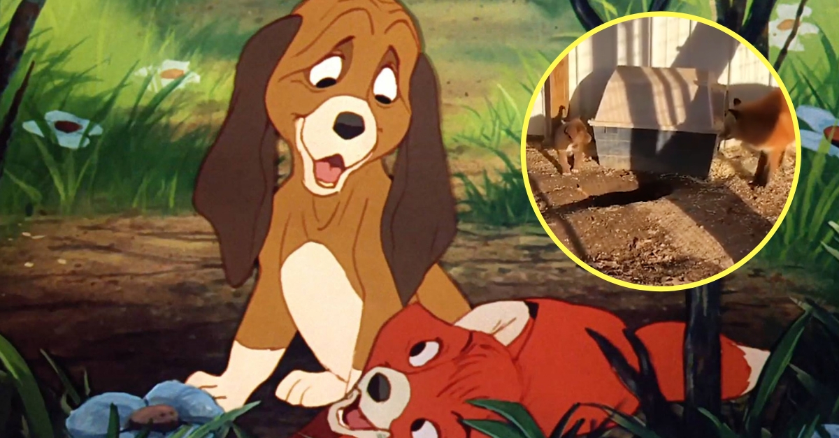 WATCH: Real Life 'The Fox And The Hound' Best Friends.