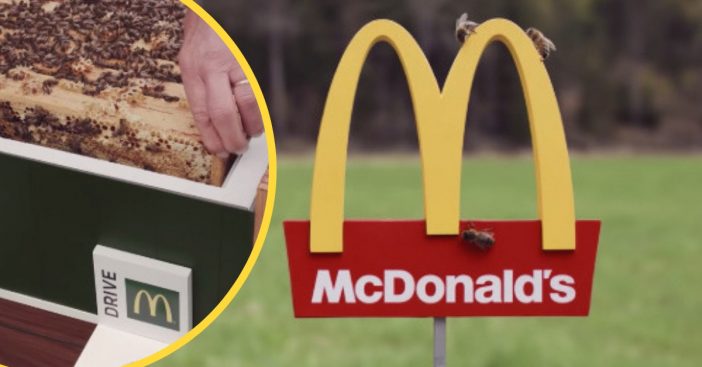 Sweden designed the worlds smallest McDonalds for bees