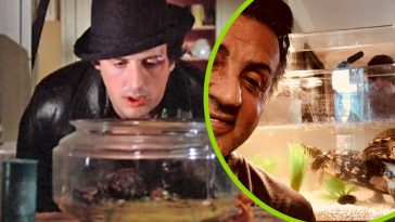 sylvester-stallone-turtles