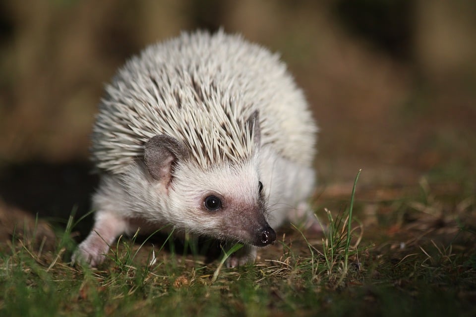 hedgehog 