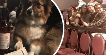 movie theater allows dogs and unlimited wine