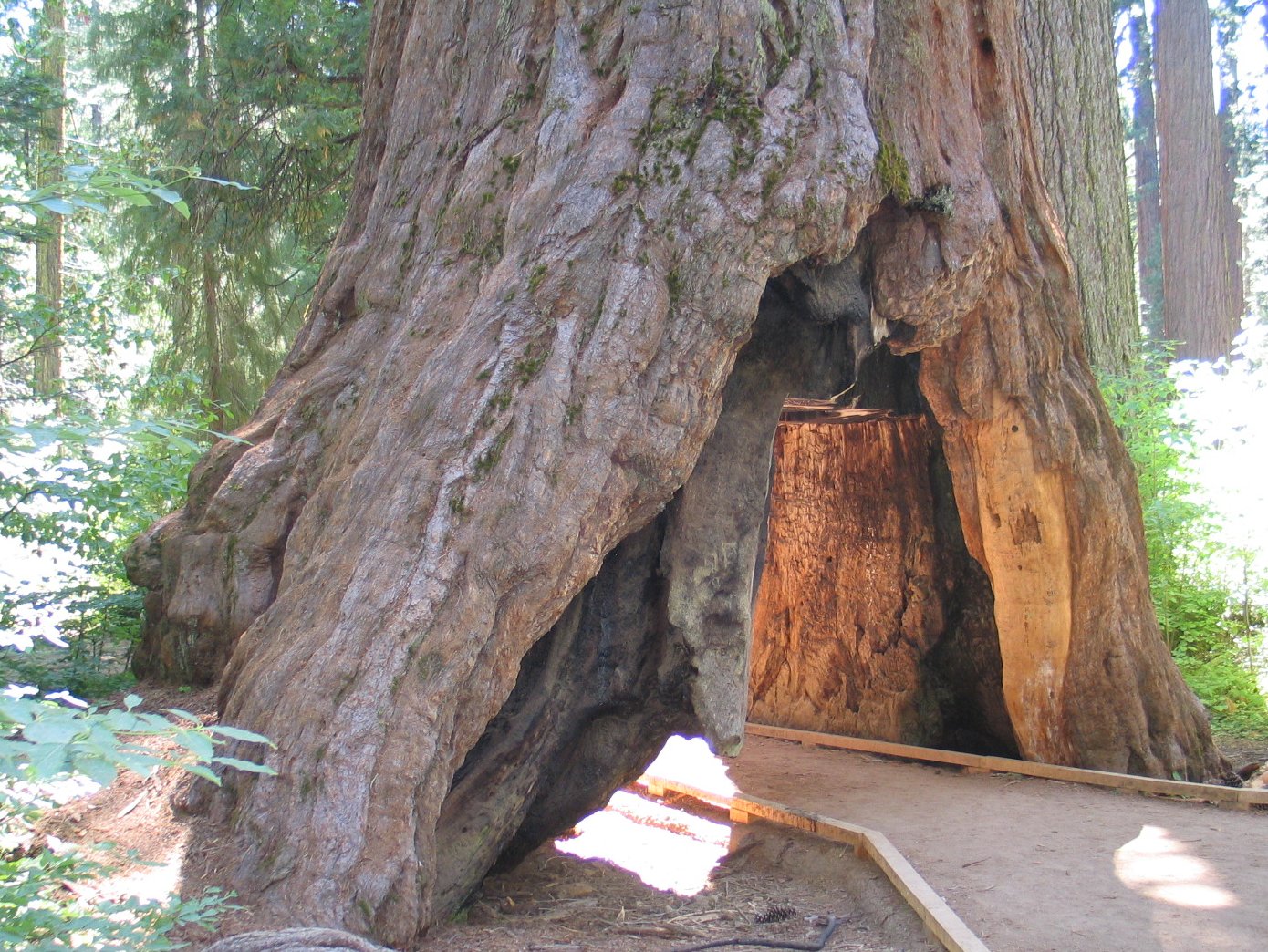 tunnel tree 