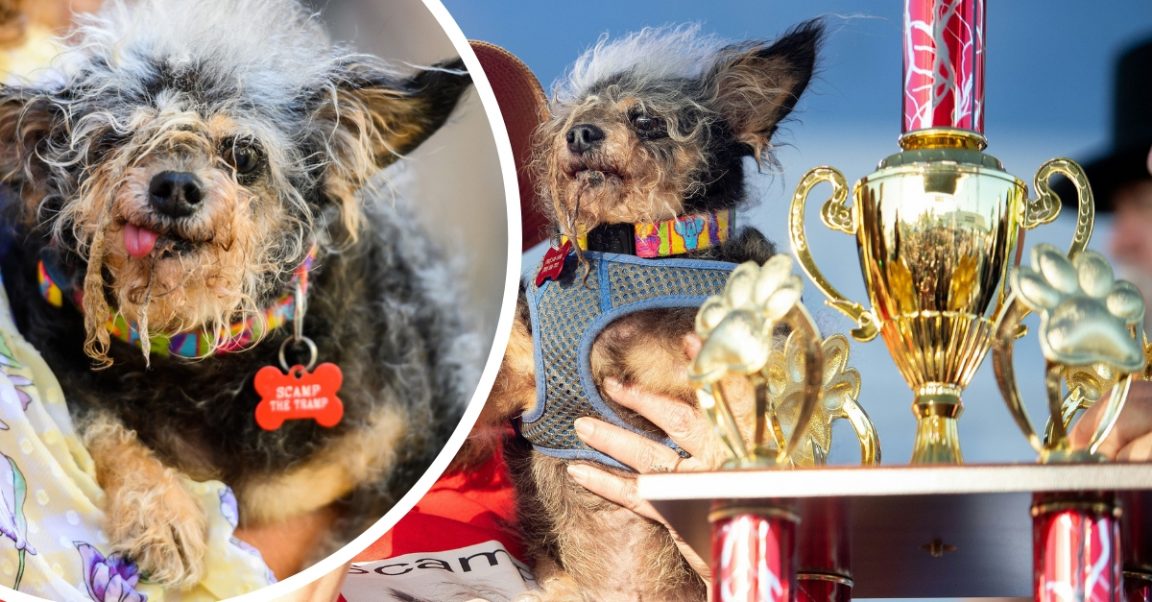 Meet The World's Ugliest Dog Named Scamp The Tramp