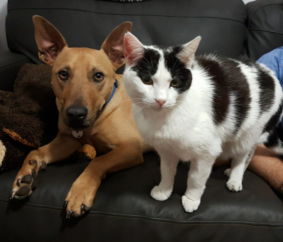 dog and cat at animal shelter