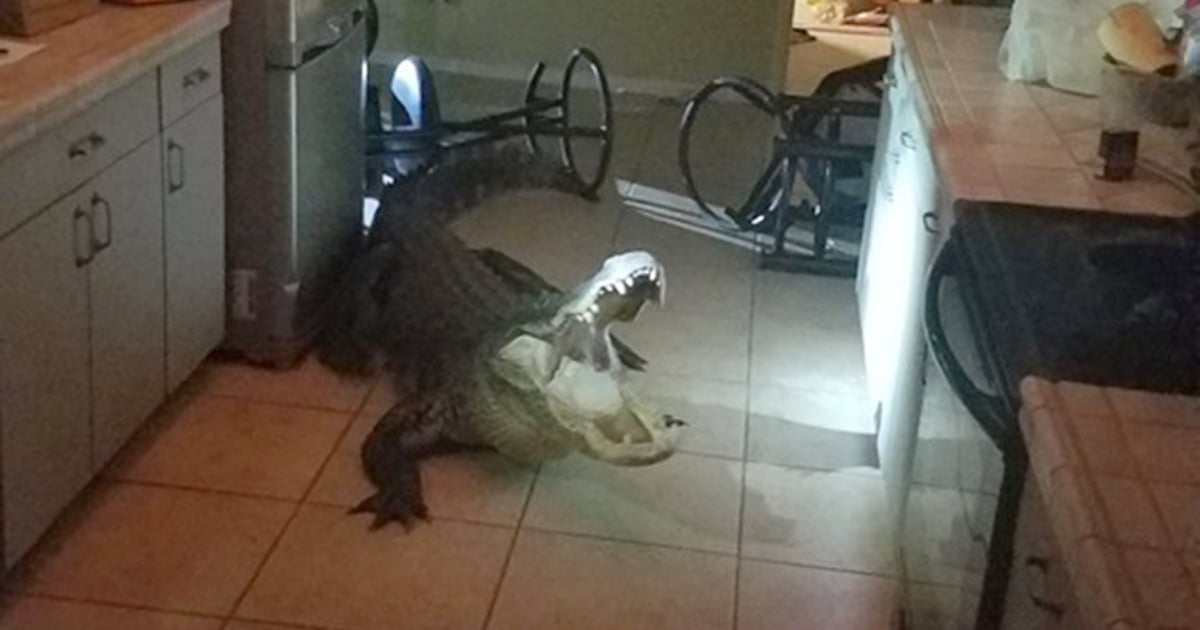 Gator breaking into Florida home