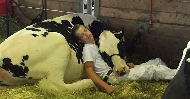 Mitchell and cow Audri napping together
