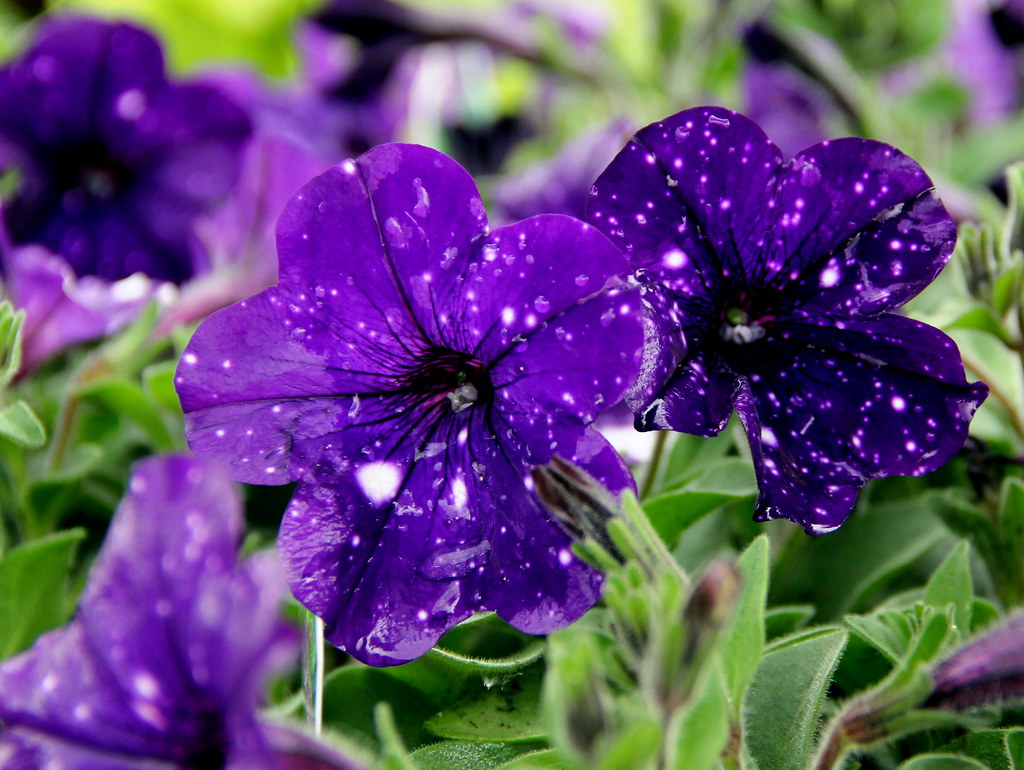 night sky petunias 