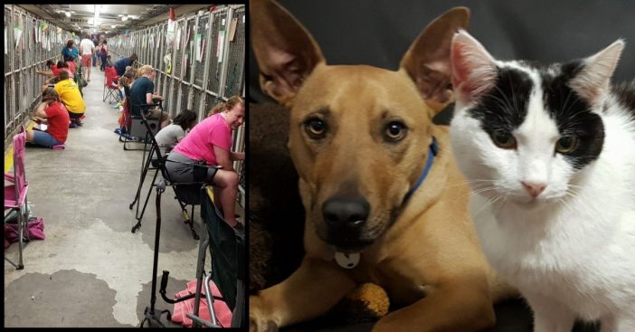 people comfort scared shelter animals on 4th of july