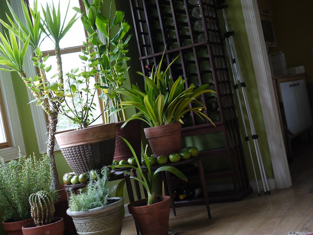 houseplants 