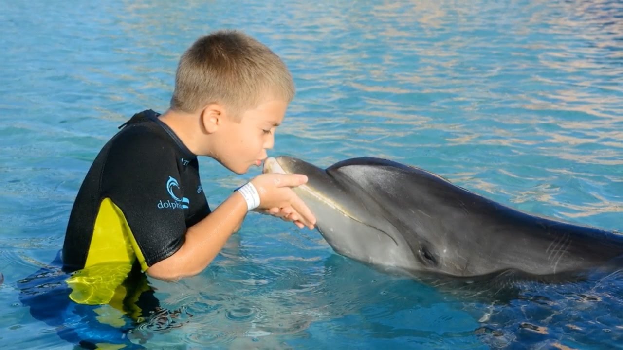 Swimming with dolphins