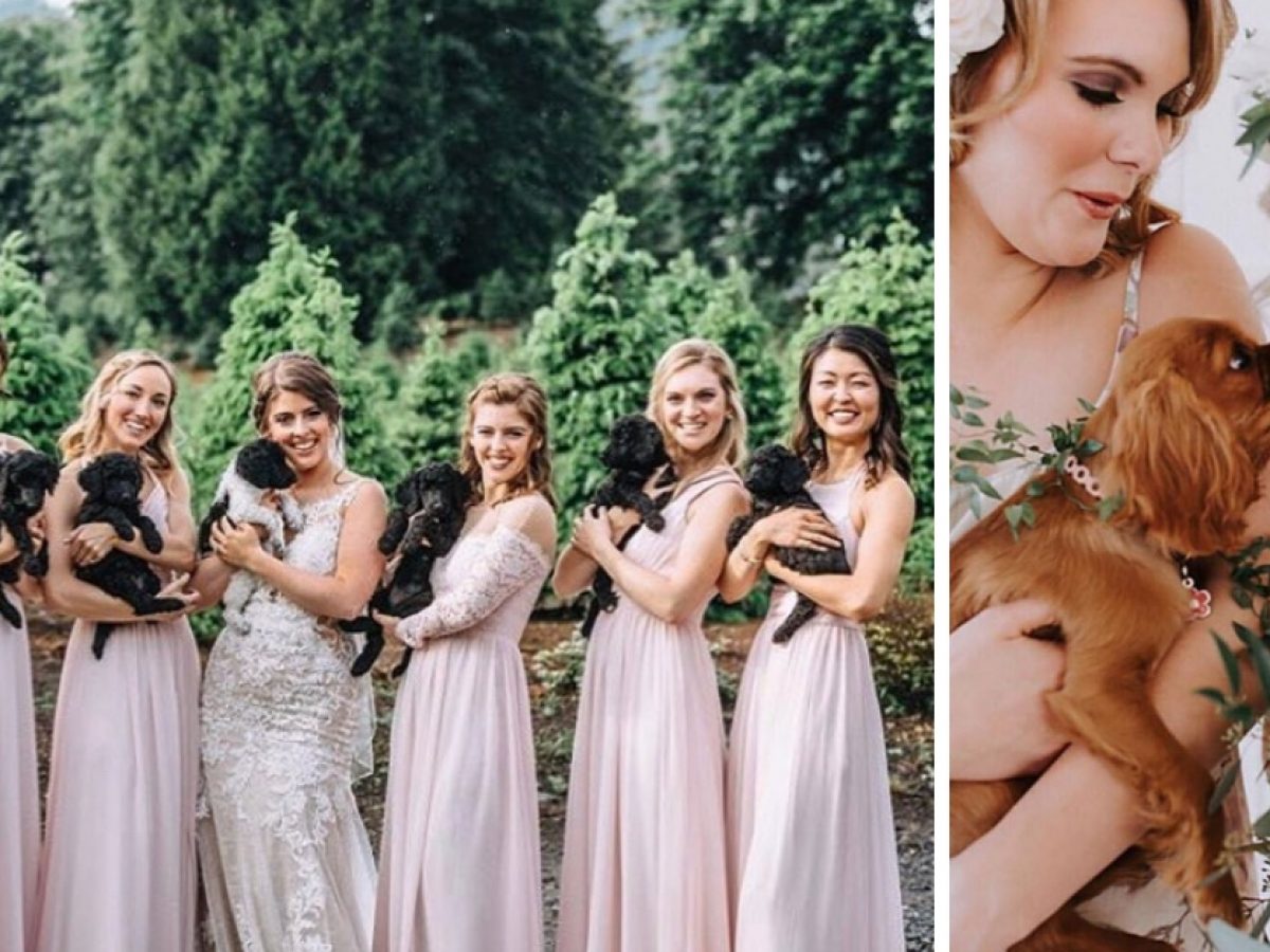 Bridal Party Carries Puppies Instead Of Bouquets For Wedding