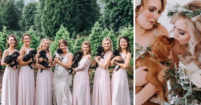 A new wedding trend is for bridal party to carry puppies instead of flower bouquets