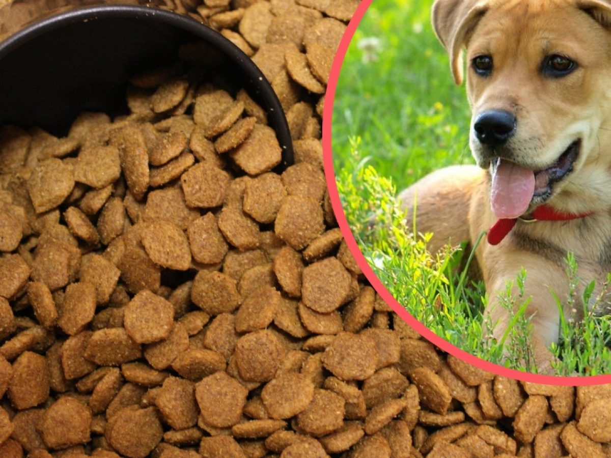 dog food brands linked to heart disease