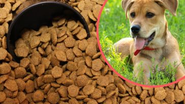 The FDA warns against certain dog food brands because of canine heart disease