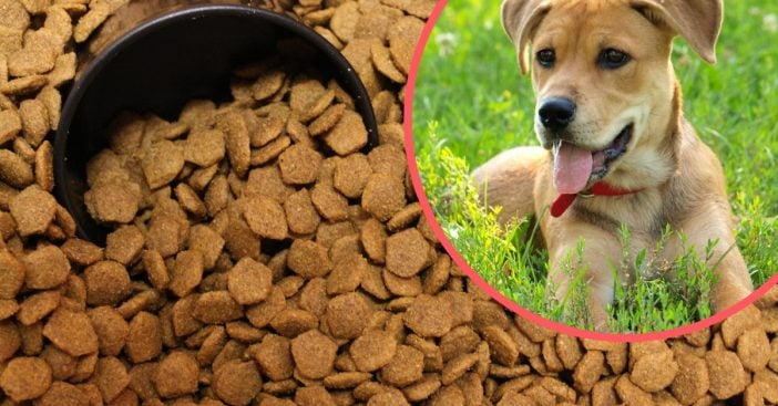 The FDA warns against certain dog food brands because of canine heart disease