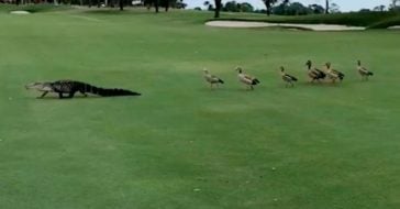 Watch Group Of Ducks Interrupt Golf Game And Chase Alligator Off The Course (1)