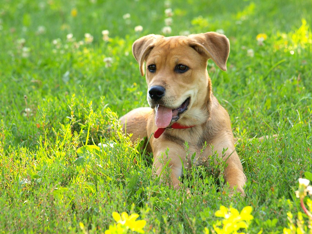 dog sitting in the grass