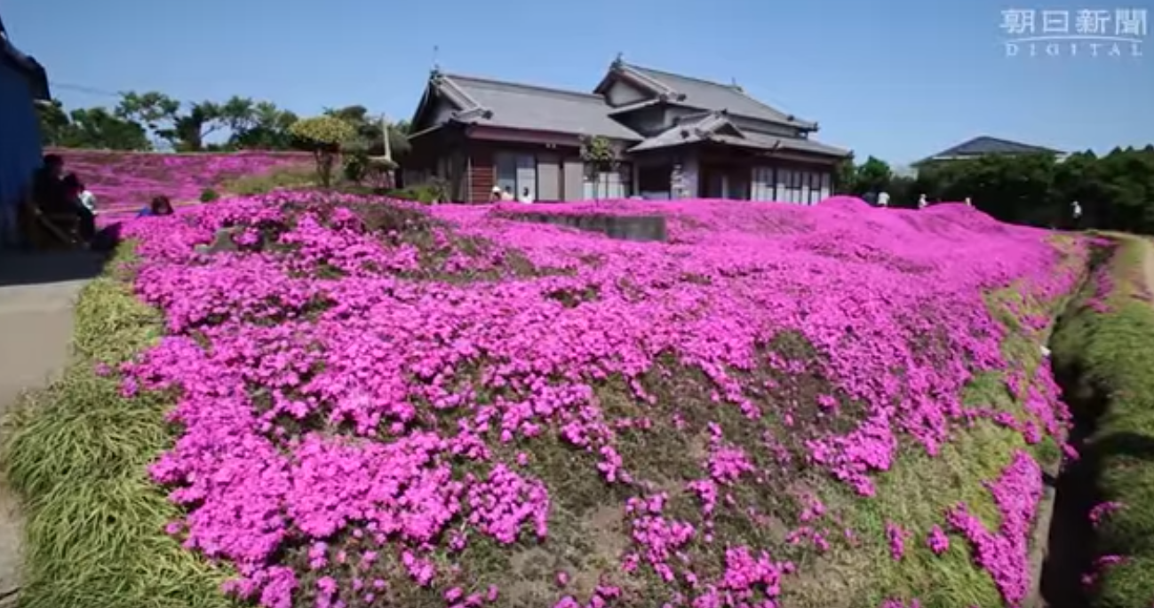 man plants thousands of flowers for his blind wife