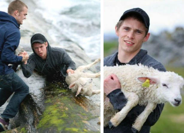 Man risks his own life to save a sheep