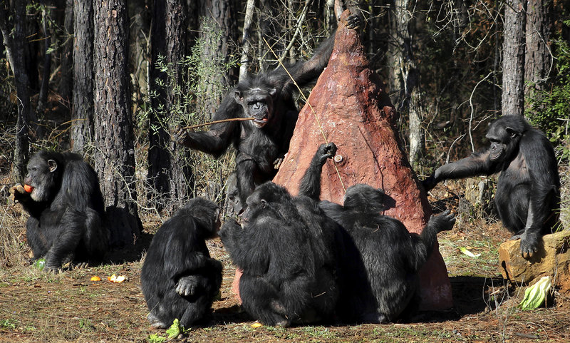 chimp sanctuary