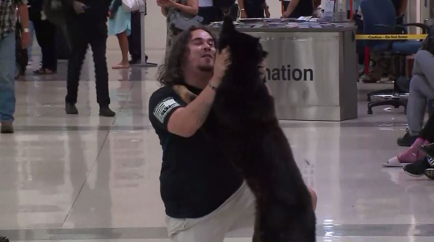 us marine reunites with his military dog