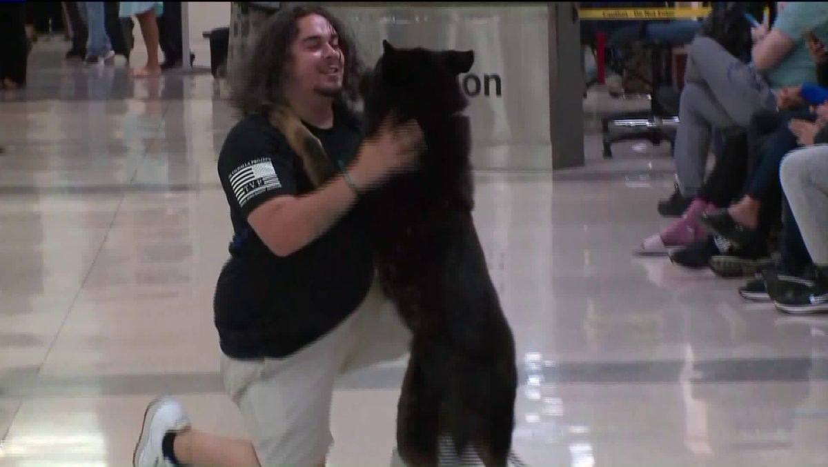 us marine reunites with military dog