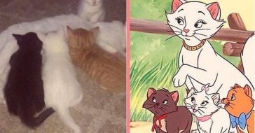 Cat Named Duchess Gives Birth To The Rest Of 'The Aristocats'