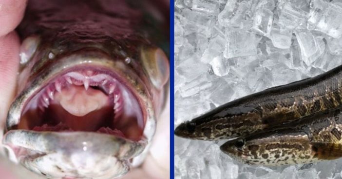 A New, Terrifying Fish Has Been Found In Georgia That Can Survive On Land