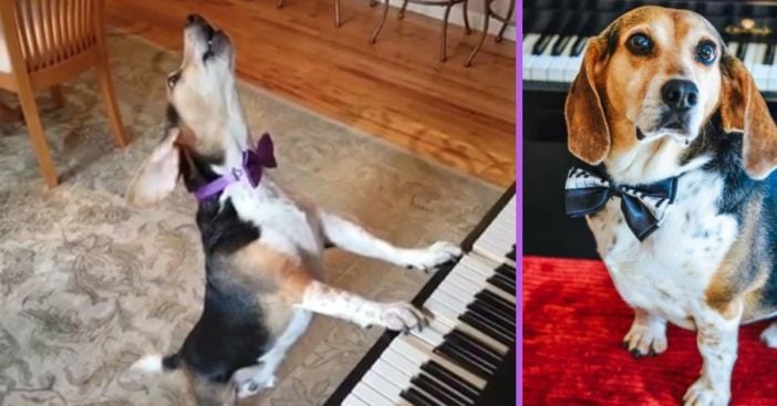 Buddy Mercury is a singing rescue dog