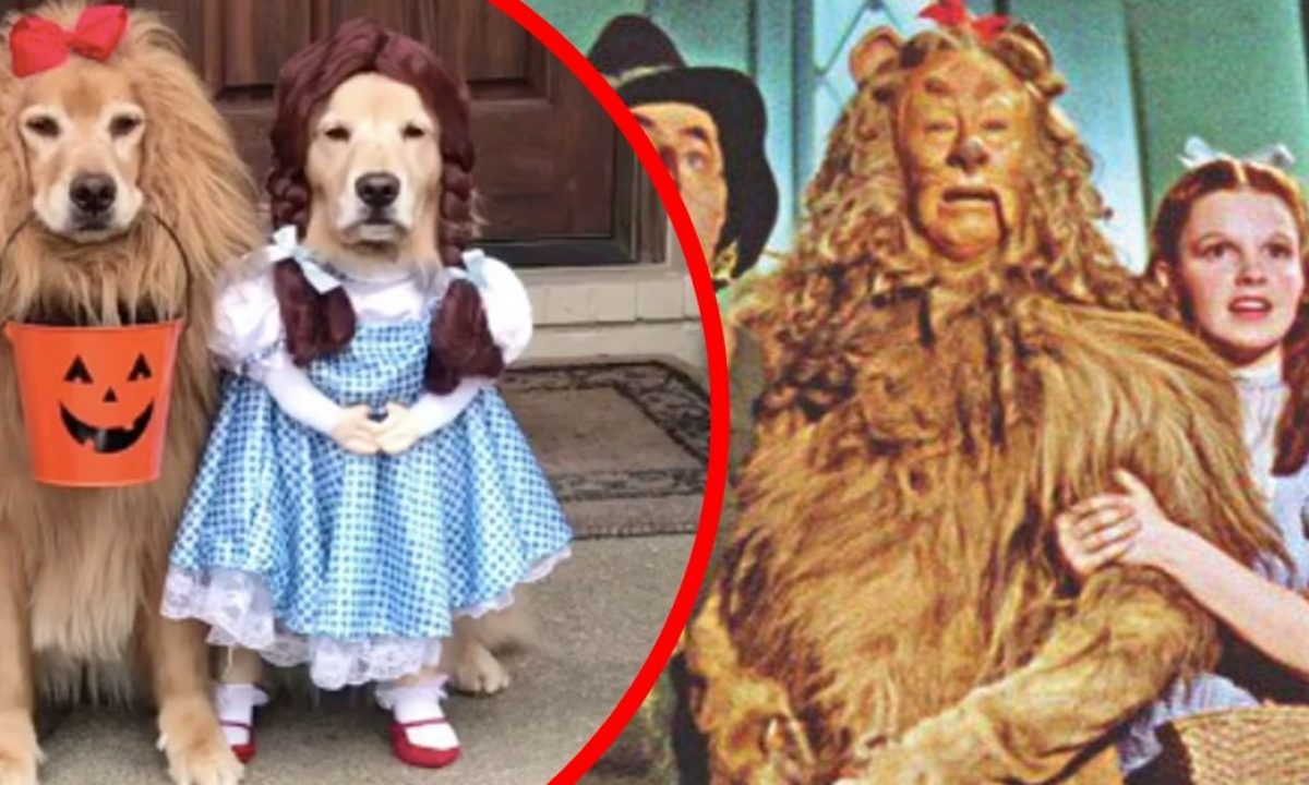 Golden Retrievers Dressed As Wizard Of Oz Characters Win Halloween