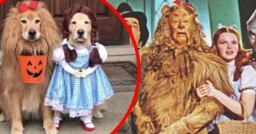 These Golden Retrievers Dressed As ‘Wizard Of Oz’ Characters Are Winning Halloween This Year