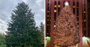This years Rockefeller Center Christmas tree has officially been chosen
