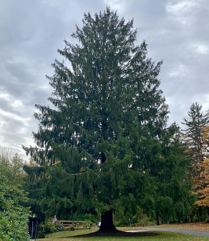 rockefeller center tree norway spruce