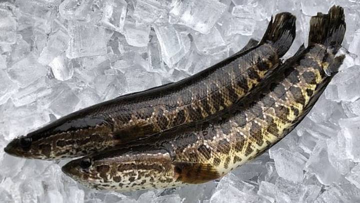 snakehead fish can survive on land