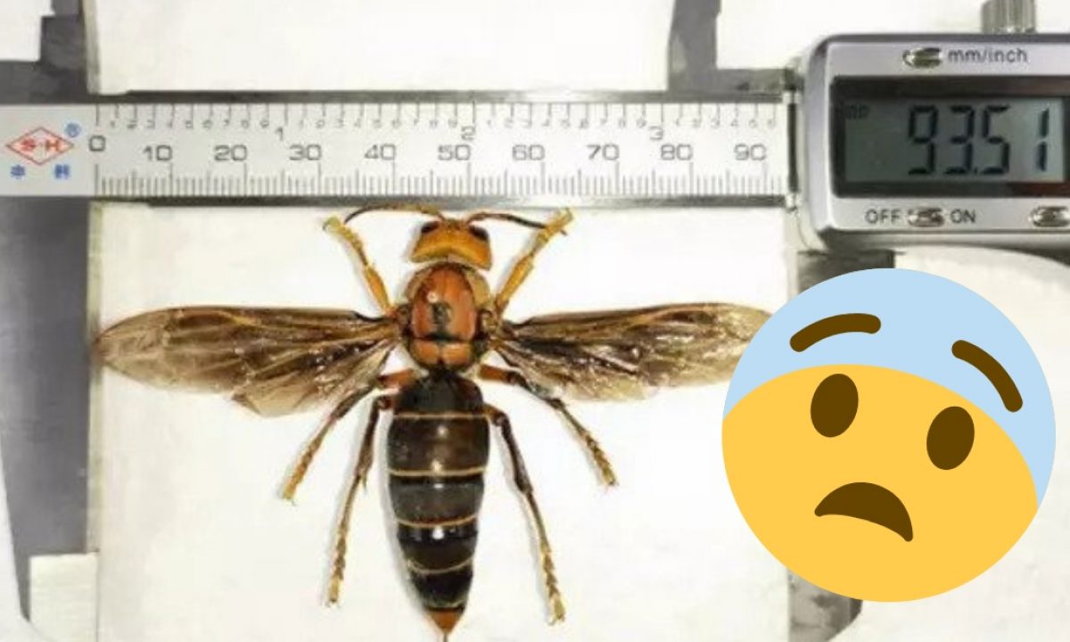 hornets the size of your thumb