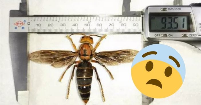 A giant killer wasp was found in China