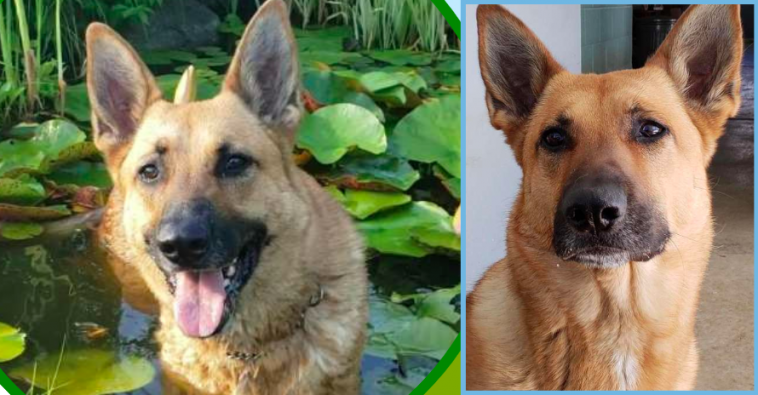 police-dog-still-in-the-pound-two-years-later-because-no-one-will-take