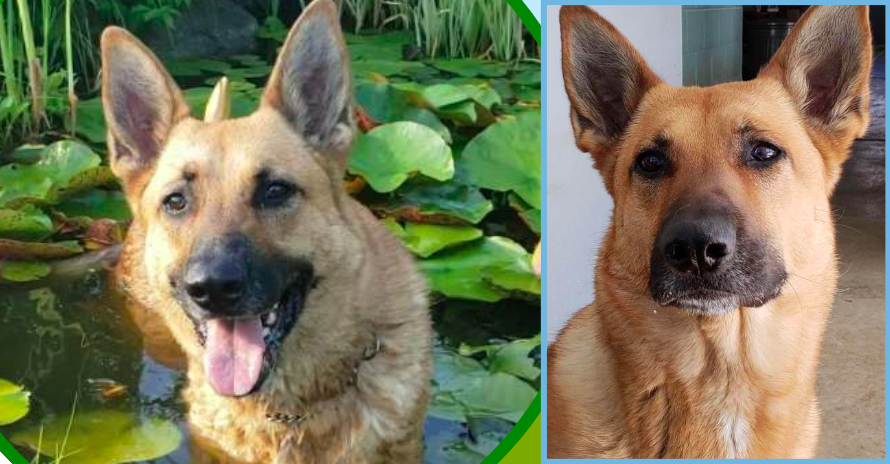 ct-police-dog-still-in-the-pound-two-years-later-no-one-will-take-her-in