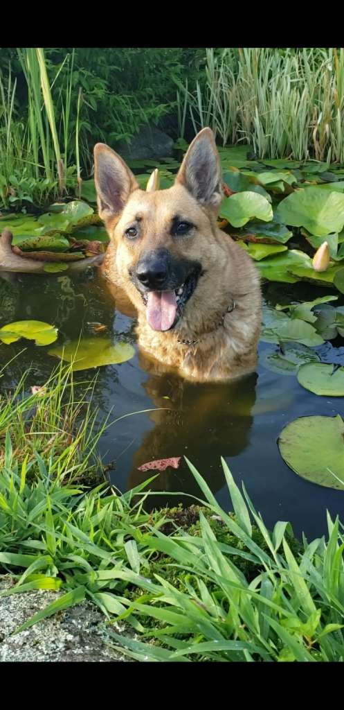 CT police dog still in the pound