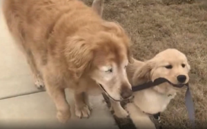 Charlie and his seeing-eye puppy