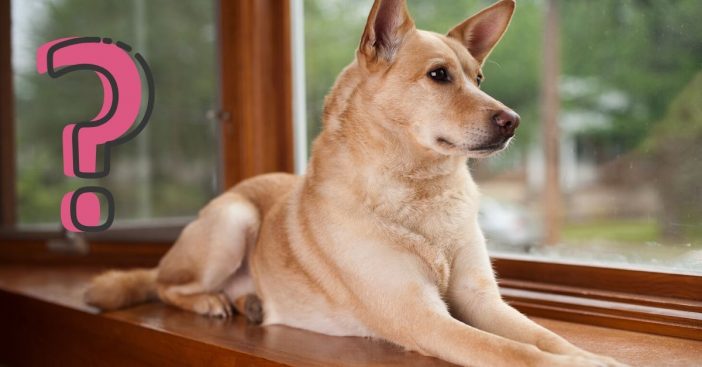 Learn how old dogs really are compared to humans