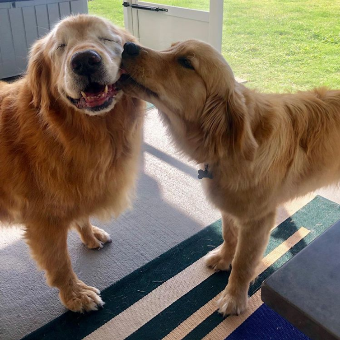 Blind Senior Dog Got A Seeing-Eye Puppy To Help In His Old Age