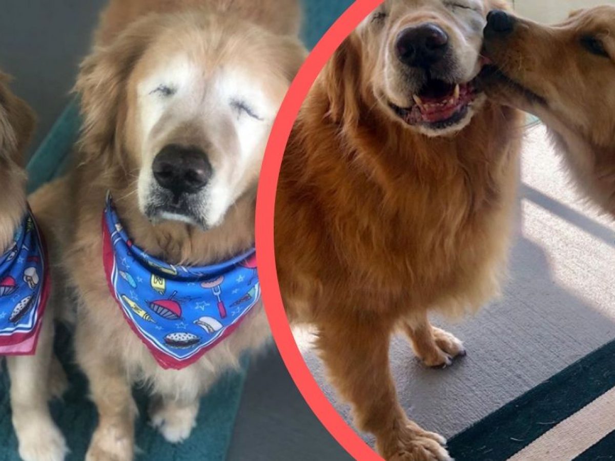 charlie and maverick golden retriever