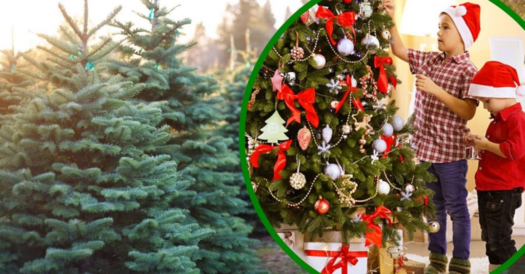 Christmas Trees Might Be More Expensive In Some Parts Of The U.S.