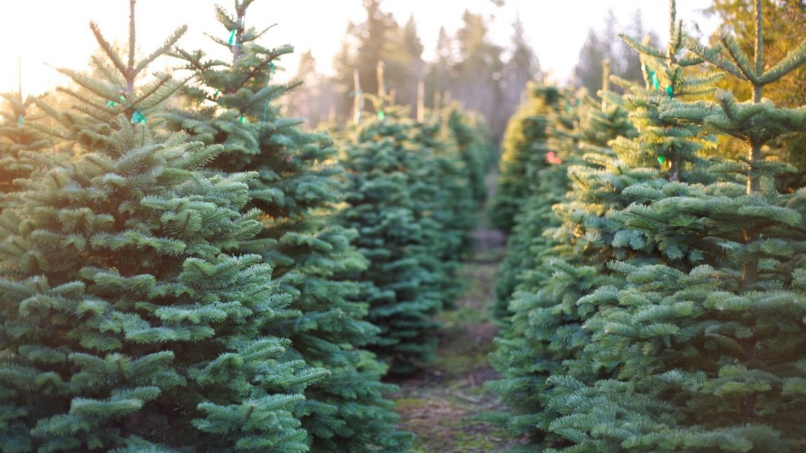 Christmas Trees Might Be More Expensive In Some Parts Of The U.S.