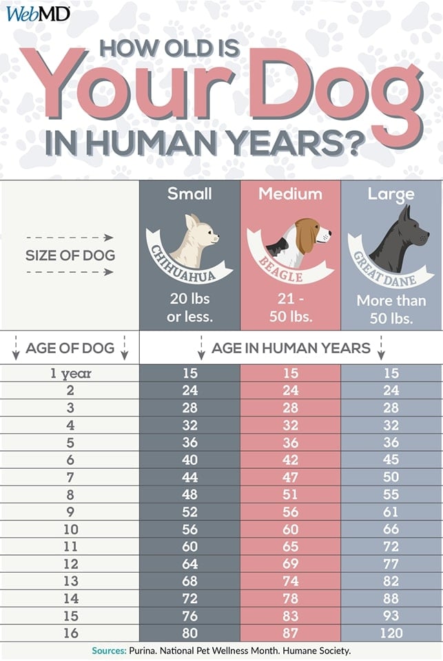 Dog Age In Human Years Chart